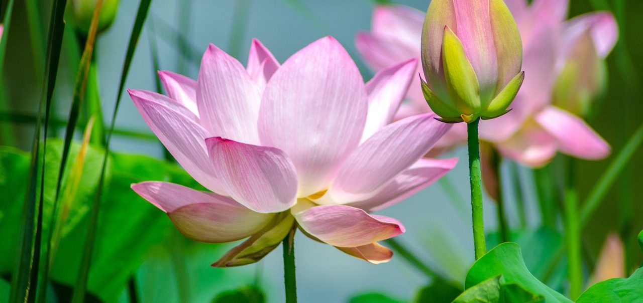 Terapia Psicológica